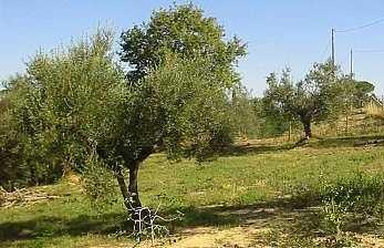 montagna maneggi soggiorni trekking olio pecorino pienza chiusi